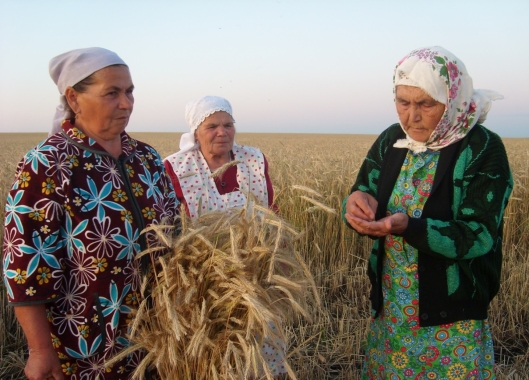 Проверка на зрелость ржи или пшена  с.Старое Абдулово, 2017г.